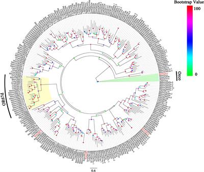 Cloning and Functional Characterization of Three Odorant Receptors From the Chinese Citrus fly Bactrocera minax (Diptera: Tephritidae)